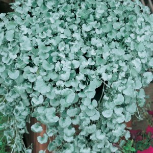 Dichondra Silver Falls_300x300